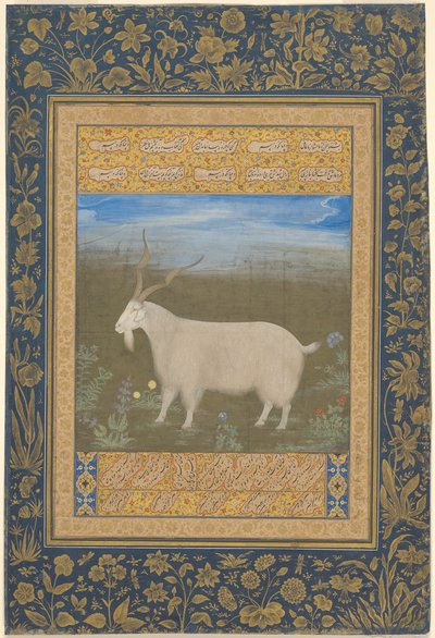 Porträt einer Ladakhi-Bergziege von Unknown artist