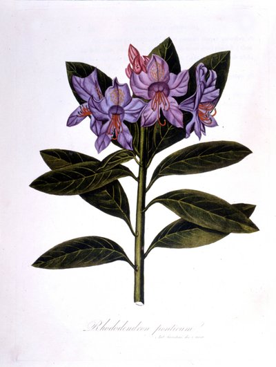 Rhododendron (Rhododendrum Pontium) von Unknown artist