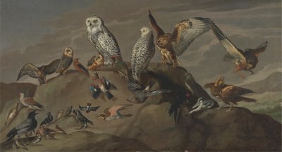 Studie von Vögeln von Unknown artist