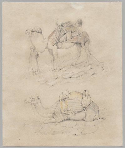 Studie von Kamelen von Unknown artist