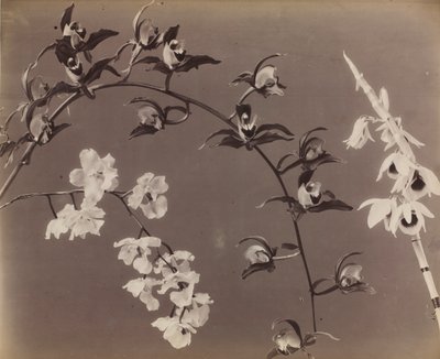 Studie von Orchideen von Unknown artist