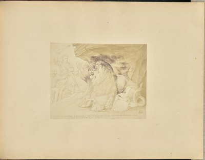 Der Löwe von Unknown artist