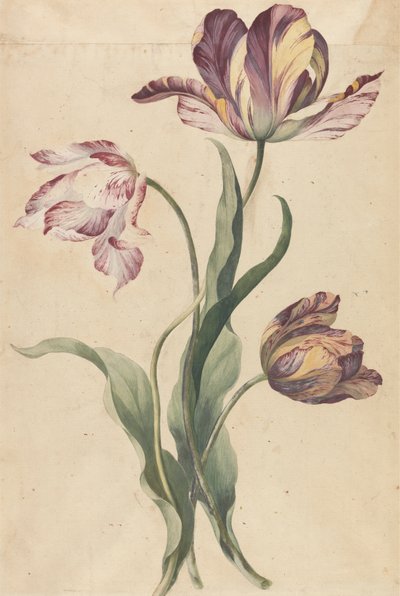 Tulpen von Unknown artist