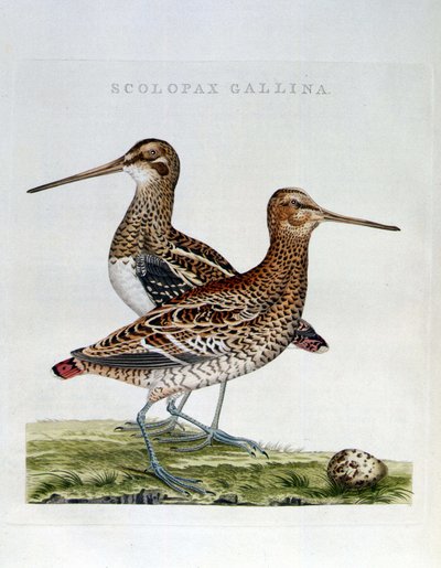 Schnepfen und Ei (Scolopax gallina) - Gravur von Unknown artist