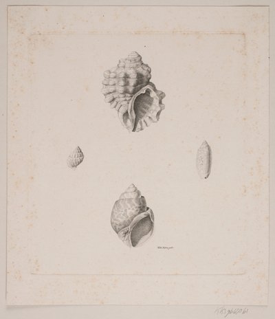 Vier Muscheln von Vilhelm Kyhn