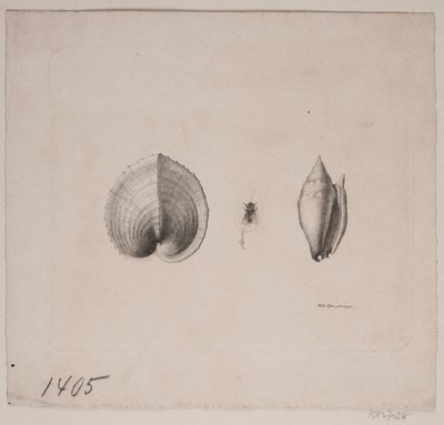 Zwei Muscheln und eine Fliege von Vilhelm Kyhn