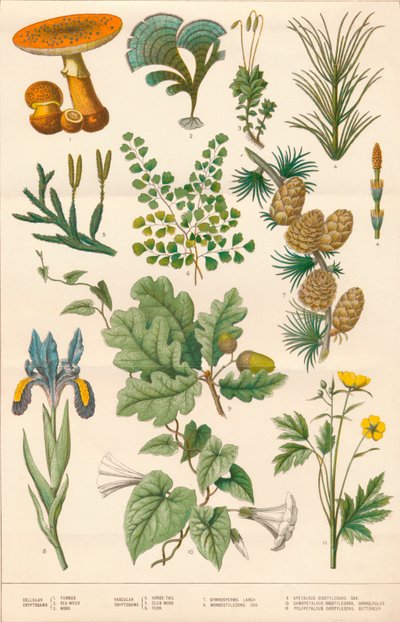 Botanische Illustration, ca. 1880er von Vincent Brooks Day and Son