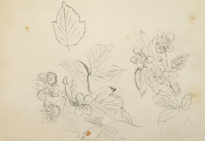 Blumenstudie, 1869-1871 von Vincent Colyer