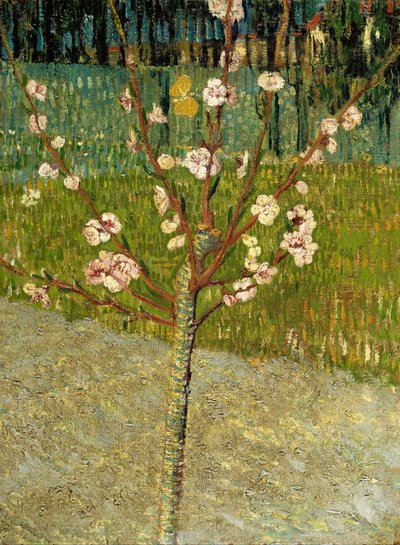 Mandelbaum in Blüte von Vincent van Gogh
