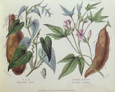 Yam und Süßkartoffel von W. Fitch