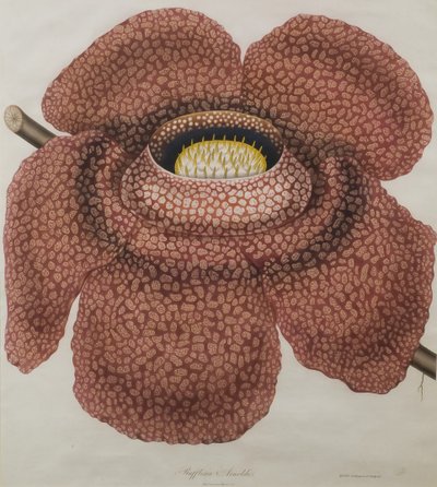 Blume der Rafflesia arnoldii von Waldell