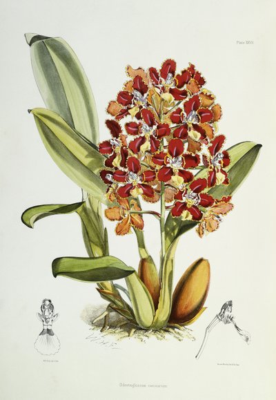 Odontoglossum coronarium, 1864-1874 von Walter Hood Fitch