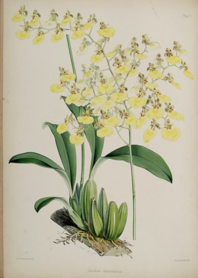 Oncidium bifolium von Walter Hood Fitch