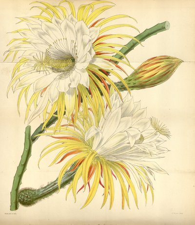 Selenicereus macdonaldiae von Walter Hood Fitch