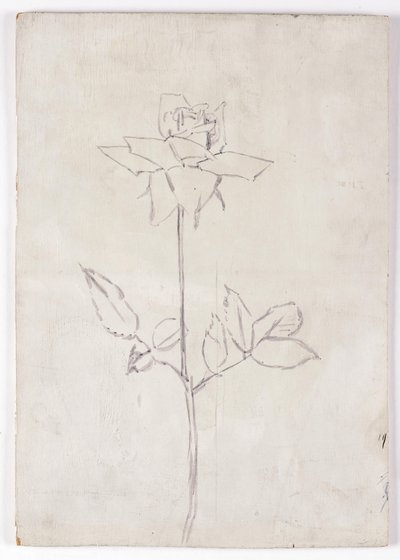 Rose von Walther Gamerith