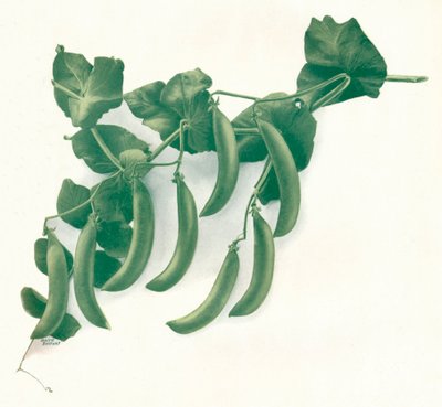 Grüne Erbsen, ca. 1908 von WandG Baird Ltd