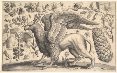 Ein Greif, 1625-77 von Wenceslaus Hollar