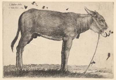 Esel, 1649 von Wenceslaus Hollar