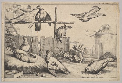 Acht Tauben von Wenceslaus Hollar