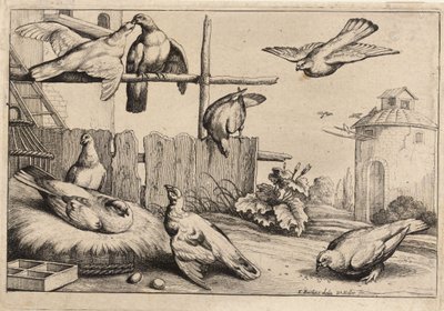Acht Tauben (Zustand 1) von Wenceslaus Hollar