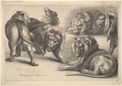 Fünf Löwen und eine Löwin von Wenceslaus Hollar
