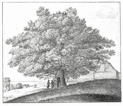 Hohler Baum in Hampstead, 1663 von Wenceslaus Hollar