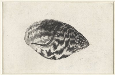 Schnecke, Achatina achatina. Muscheln (Serientitel) von Wenceslaus Hollar