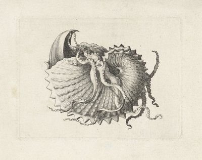 Muschel, argonauta nodosa von Wenceslaus Hollar