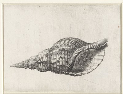 Schelp, charonia tritonis Schelpen (Serientitel) von Wenceslaus Hollar