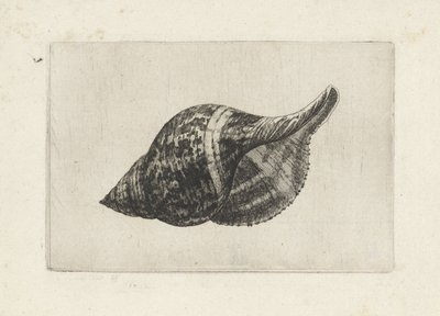 Schnecke, Fasciolaria Tulipa von Wenceslaus Hollar