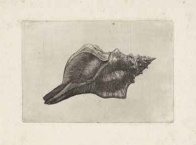 Muschel, Pleuroploca trapezium von Wenceslaus Hollar