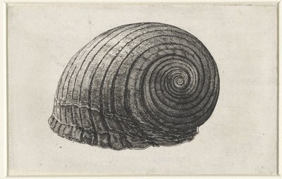 Schnecke, Tonna Galea von Wenceslaus Hollar