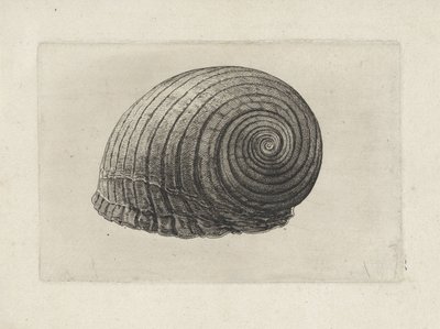 Schnecke, tonna galea von Wenceslaus Hollar
