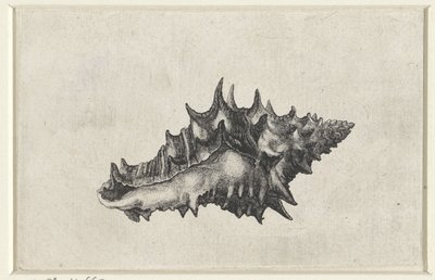 Schnecke, vasum ceramicum (Schelpen) von Wenceslaus Hollar