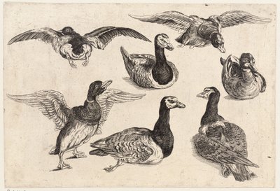 Sieben Enten von Wenceslaus Hollar