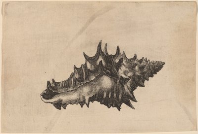 Muschel (Vasum ceramicum) von Wenceslaus Hollar