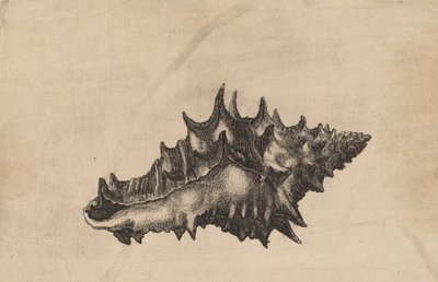 Shell Vasum ceramicum, ca. 1645 von Wenceslaus Hollar