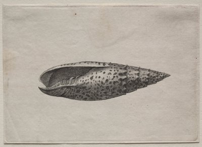 Schalen: Mitra papalis L von Wenceslaus Hollar