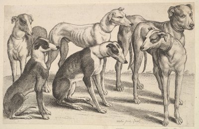 Sechs Hunde, 1646 von Wenceslaus Hollar