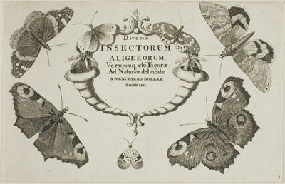 Titelseite aus Diversae Insectorum von Wenceslaus Hollar