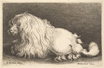 Weißer Hund von Wenceslaus Hollar