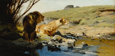 Ein Löwe und eine Löwin an einem Bach von Wilhelm Kuhnert