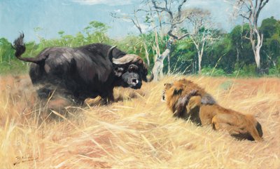 Büffel und Löwe vor dem Kampf von Wilhelm Kuhnert