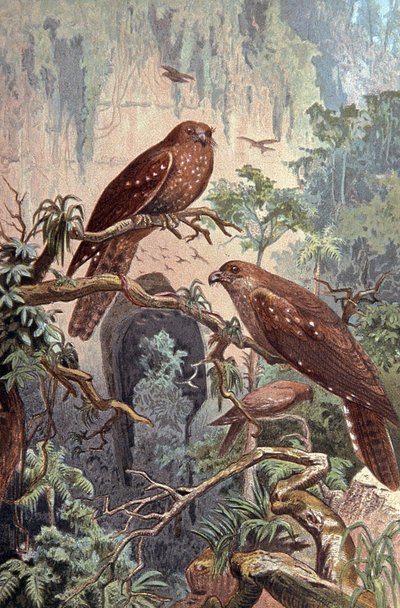 Höhle Guacharo, ca. 1910 (Illustration) von Wilhelm Kuhnert