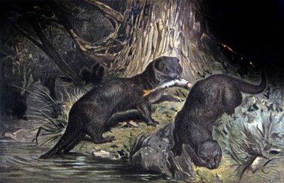 Otter von Wilhelm Kuhnert