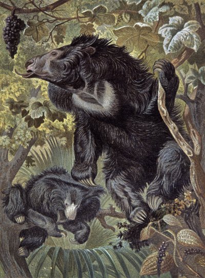 Faultierbär von Wilhelm Kuhnert