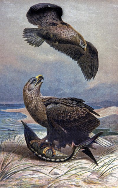 Weißschwanzadler von Wilhelm Kuhnert