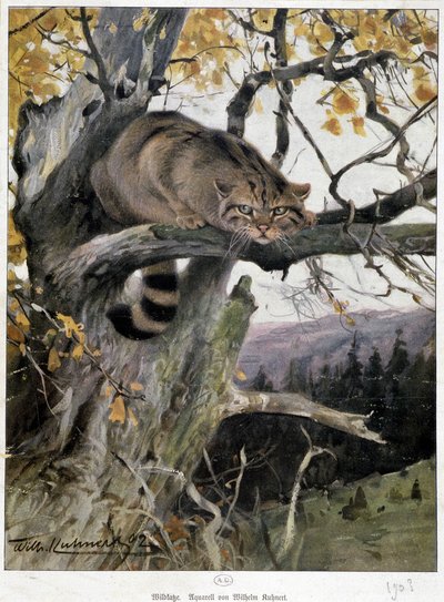 Wildkatze - Aquarell von Wilhelm Ruhnert von Wilhelm Kuhnert