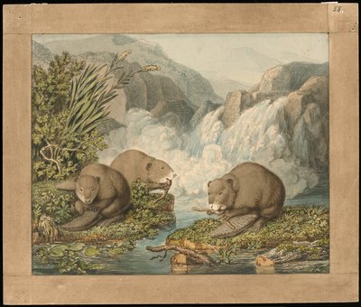 Drei Biber bauen einen Damm von Wilhelm Tischbein