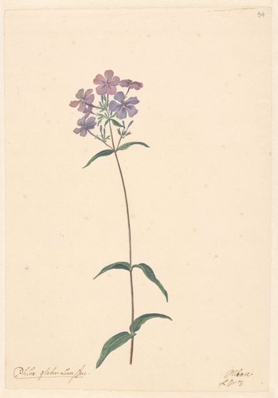 Zweig einer Phlox von Willem van Leen (attributed to)